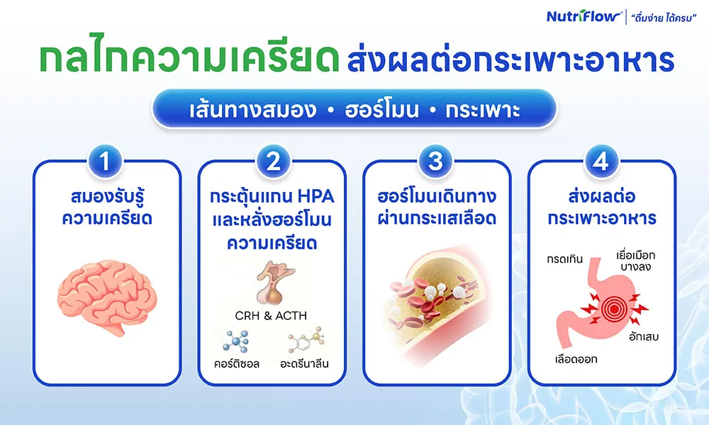 กลไกความเครียดส่งผลต่อกระเพาะอาหาร